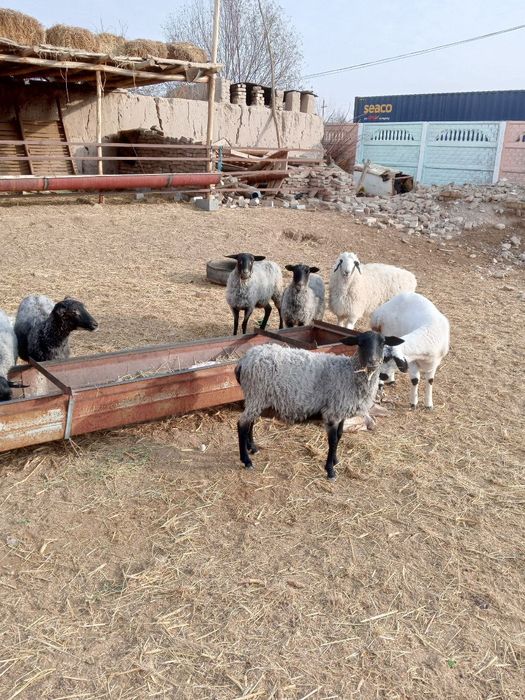 Ramanov egizakchi qoʻylari yiliga ikk marta bolalaydi 2-4 tagacha 100%