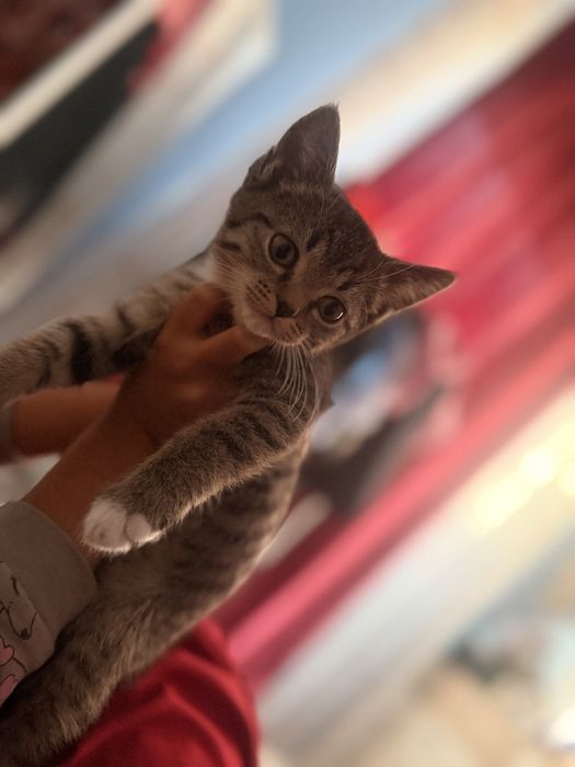 Котенки в добрые руки)