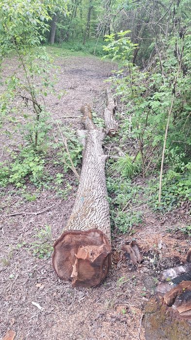 Vând bușteni de nuc, aprox. 4m³ ±