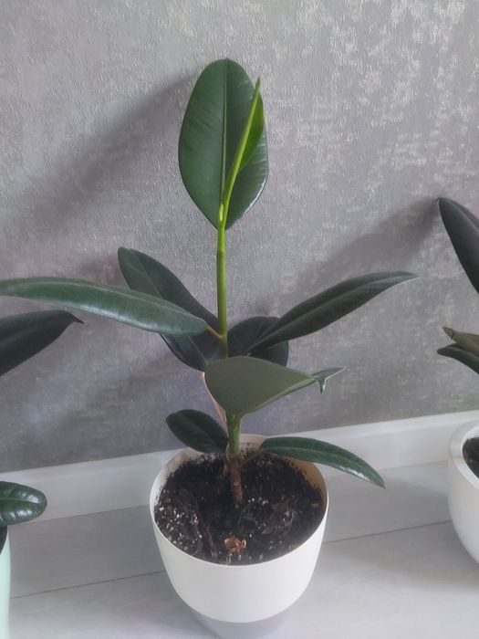 Продам Цветы комнатные ,фикус.