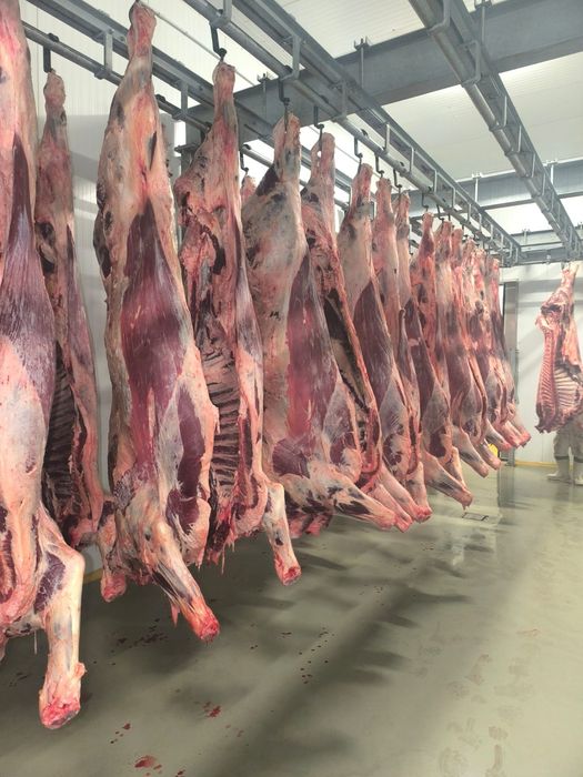Продам туши говядины
