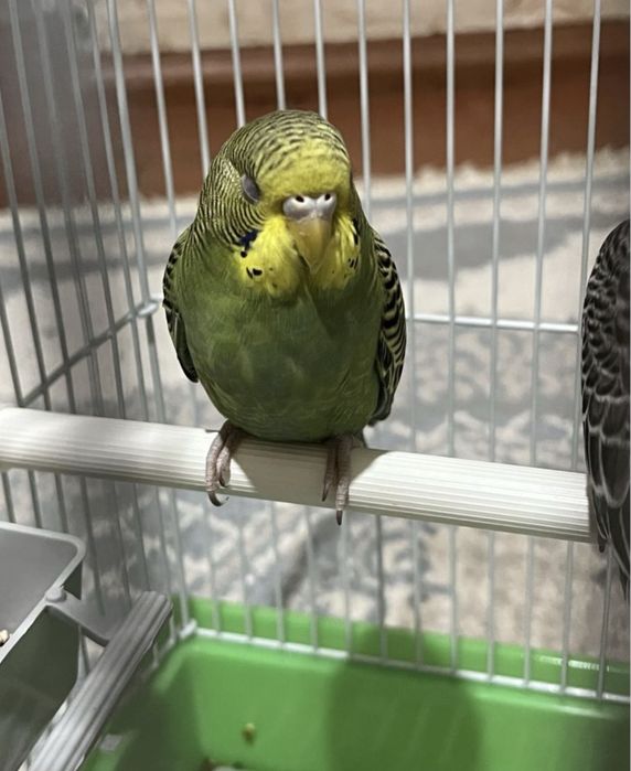 Продам папугай ..