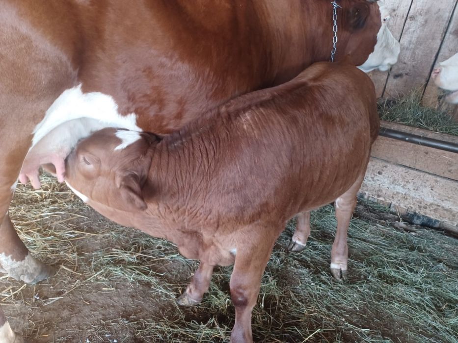 Vitel Metis de Limousine