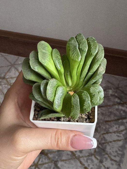 Сукулент хавортия