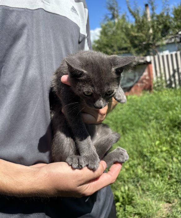 Отдам котят, 2 мальчика и 1 девочка