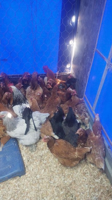 Продам куры домашние и ломан браун