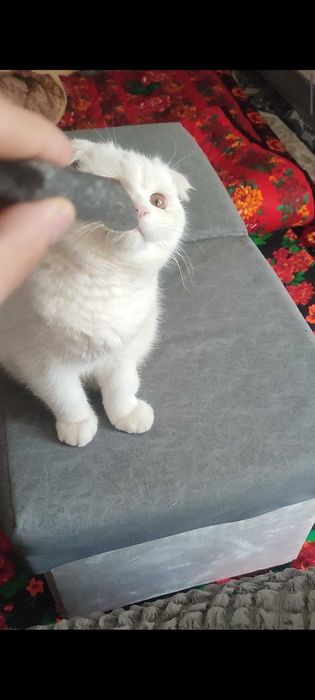 Birtan-british uy mushugi