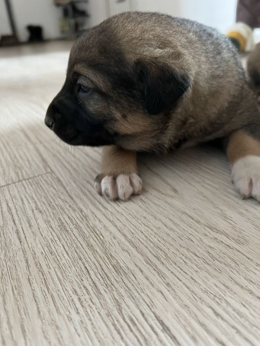 Щенята 1-1,5 месяца