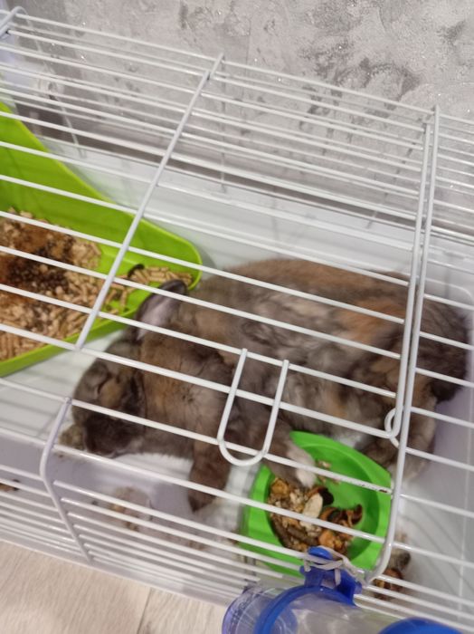 Домашний декоративный кролик