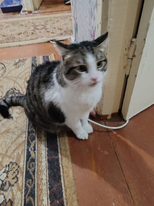 Коты домашние, два кота