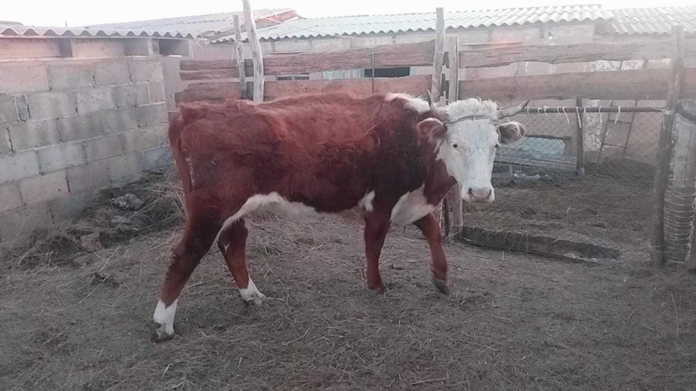 Қашар бұзауымен сатылады