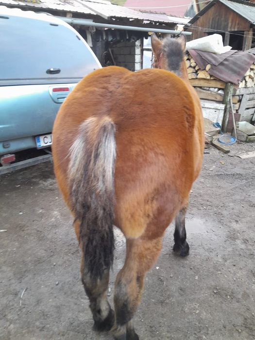 Vând mânză de 7 luni
