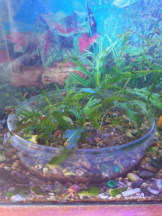 Аквариумные растения