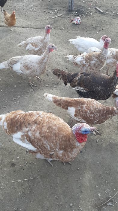 Prodavam  mladi gaski i mladi misiri