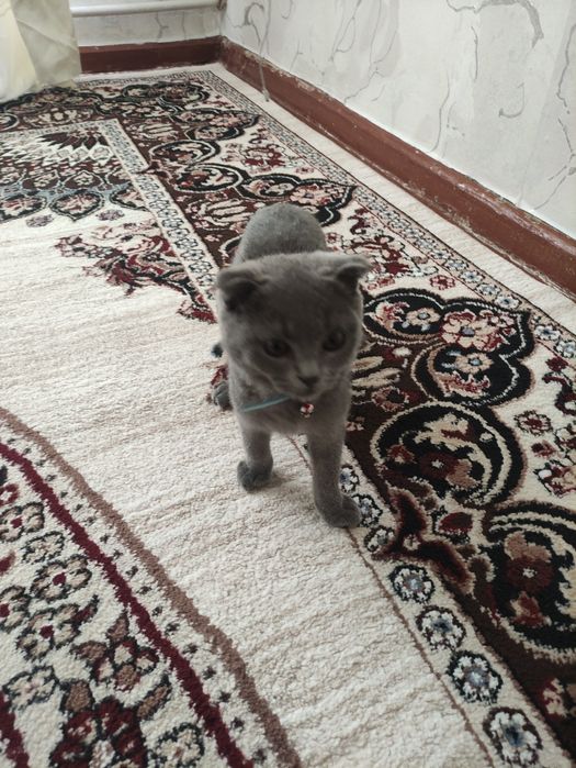 Scotish fold mushuk sotiladi