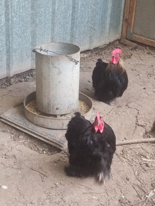 Продам двух петухов