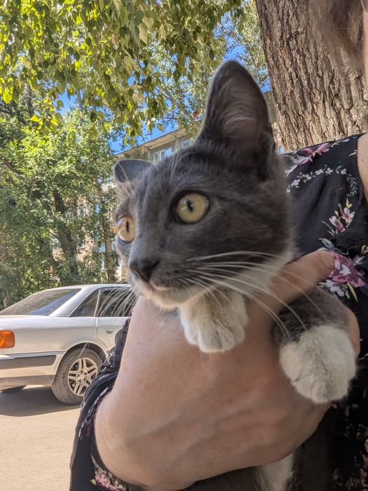 Котик ищет дом ,