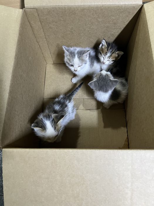 Отдам котят бесплатно