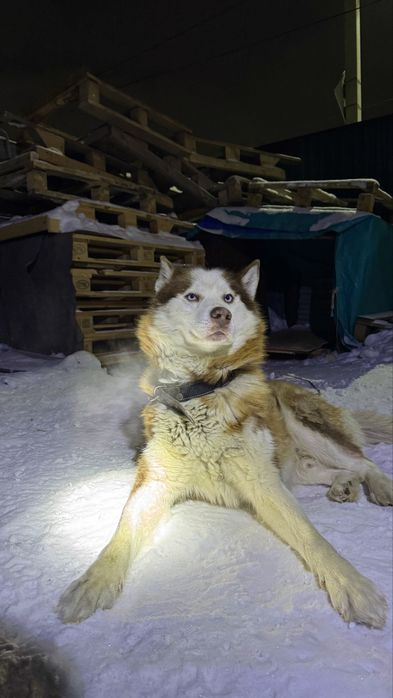 Шоколадный кобель хаски ищет дом