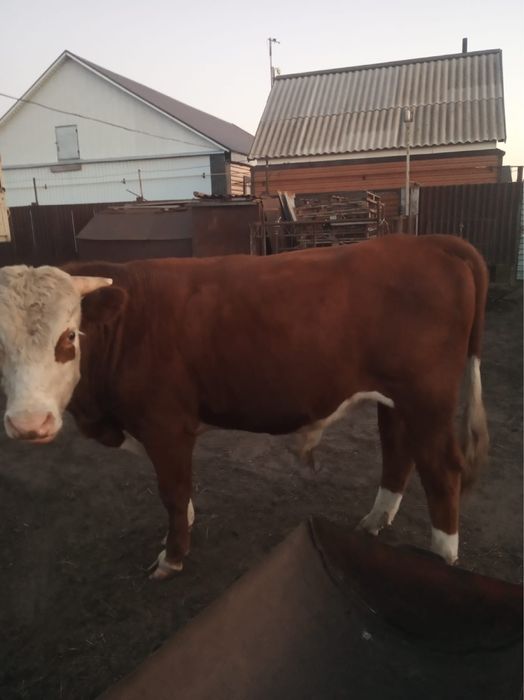 Быки на мясо собственно выращенные