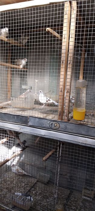 Диамантени гугутки