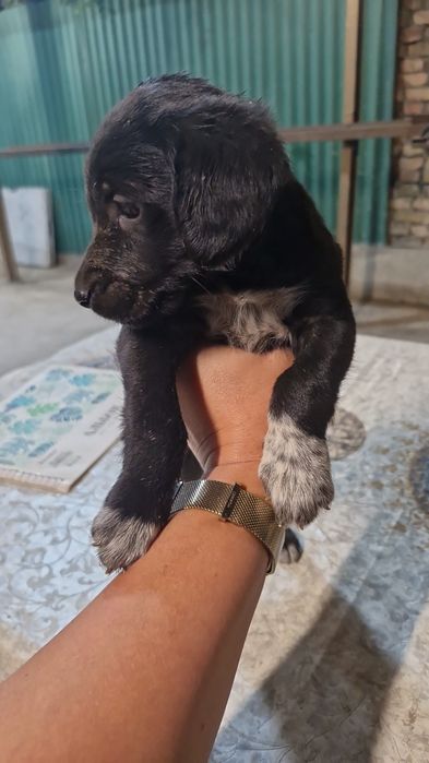 Отдам даром щенки спаниеля