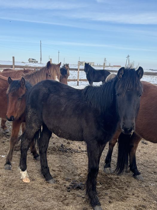 Срочно продам лошодей