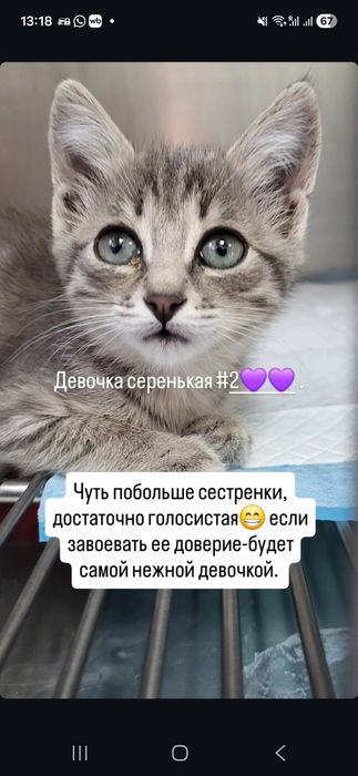 Котята в добрые руки