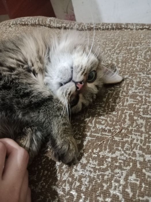 Отдам кота в самые лучшие руки