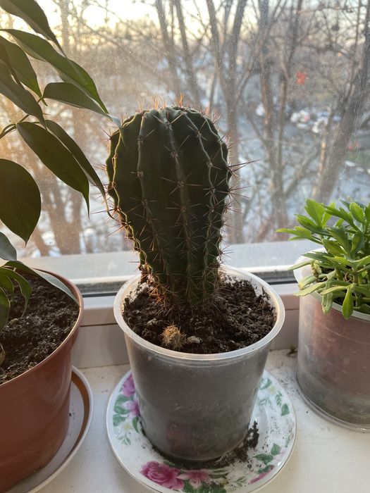 Кактус и оленьи рожки