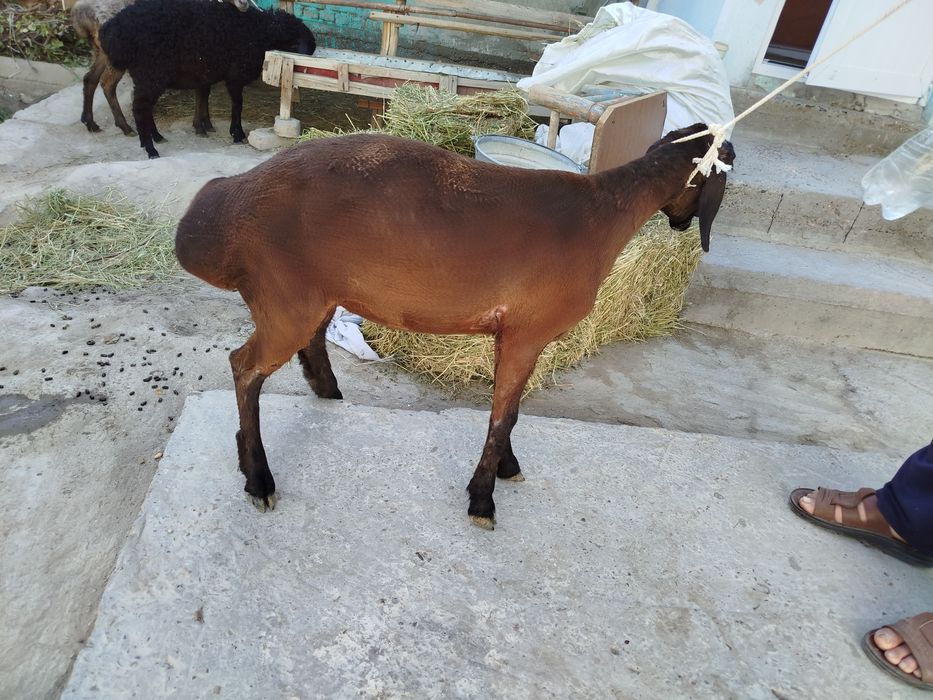 Modda barra xisori sotiladi