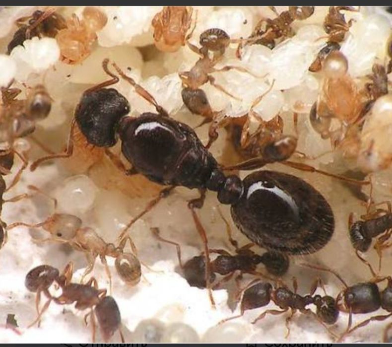 Муравьи дерновые