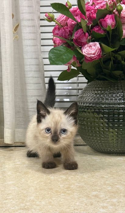 Котята ищут свой дом и любящих хозяев