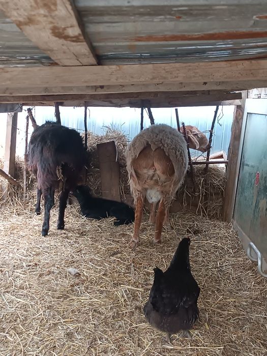 Гисар и обычный баран с ягненком