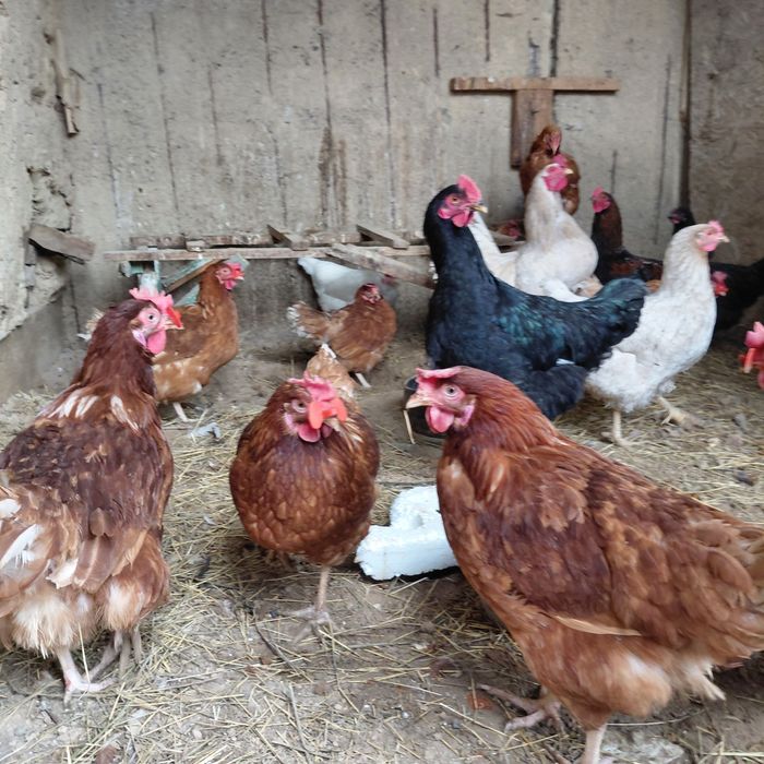 Куры домашние все несутся семейка