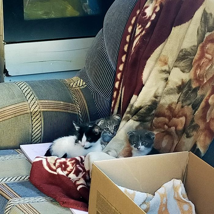Отдам бесплатно Котят в добрые руки.