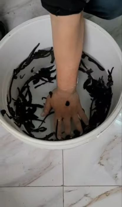 Zuluk optim ishonchli