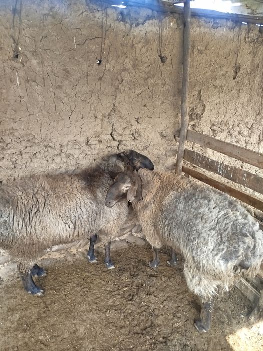 Киргиз кочкорлари эдлбай арашан гиб