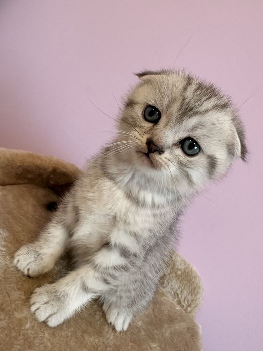 Scottish Fold шотландска клепоуха