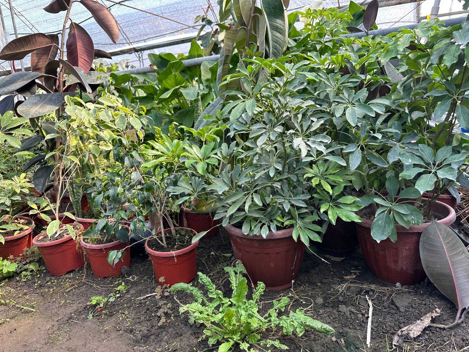 Фикус малочай кала алое гуллари