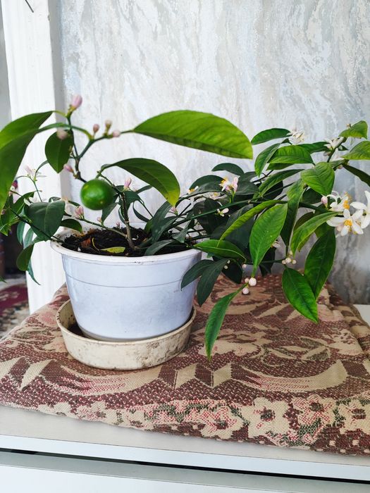 Продам лимон (лайм)