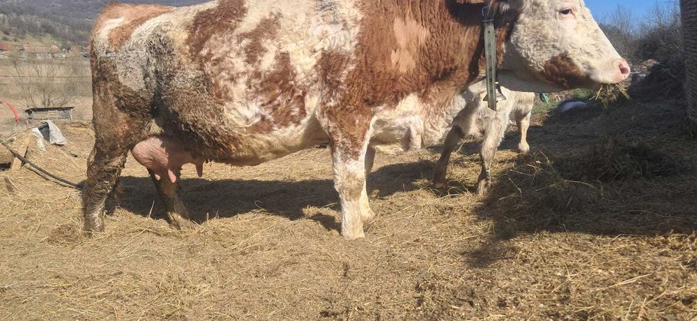 Vacă cu vitel belgian mascul