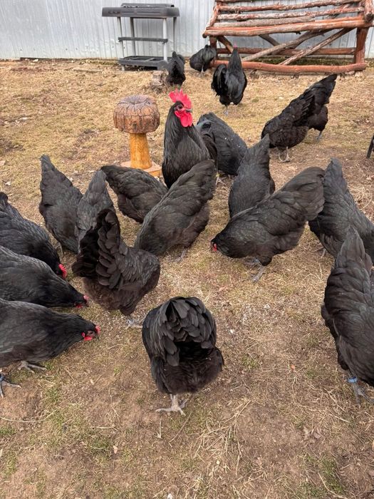 Gaini Australorp