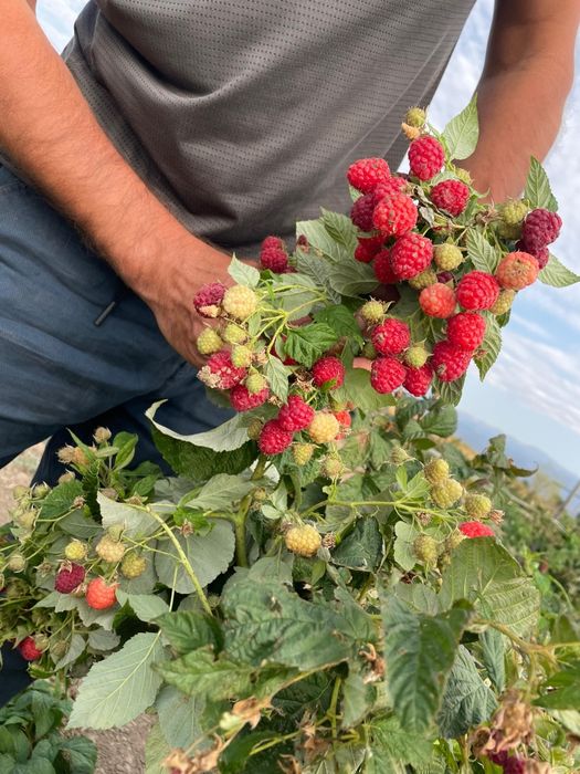 Малина хороший сорт