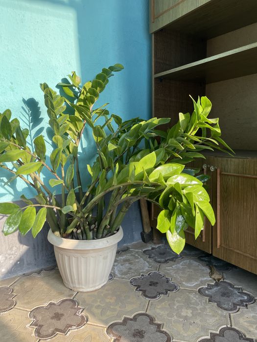 доллоровое дерево в городе Ленгер