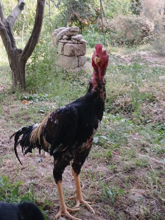 Февральский эртачи жужалар
