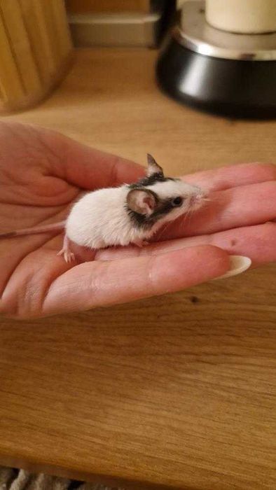 Мини мишка Панда