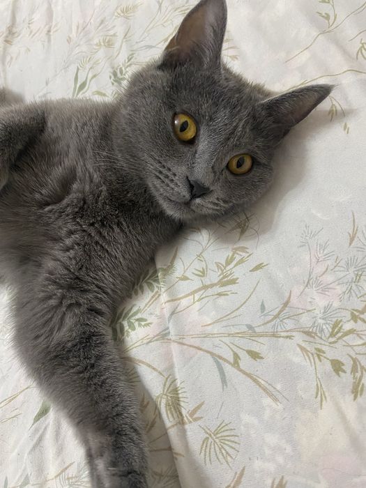 Кошка            для       вязки