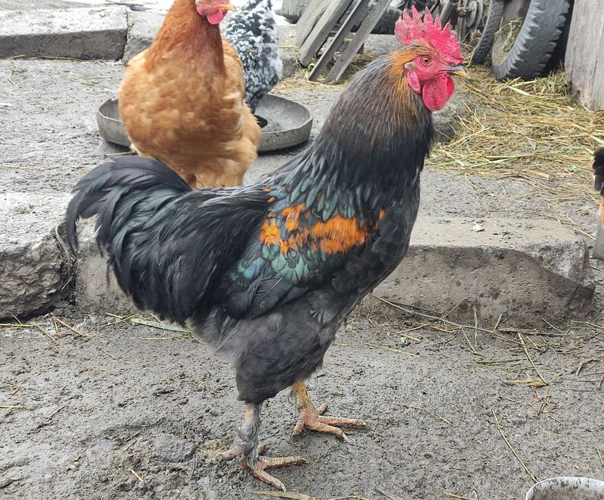 Продаются молодые петухи