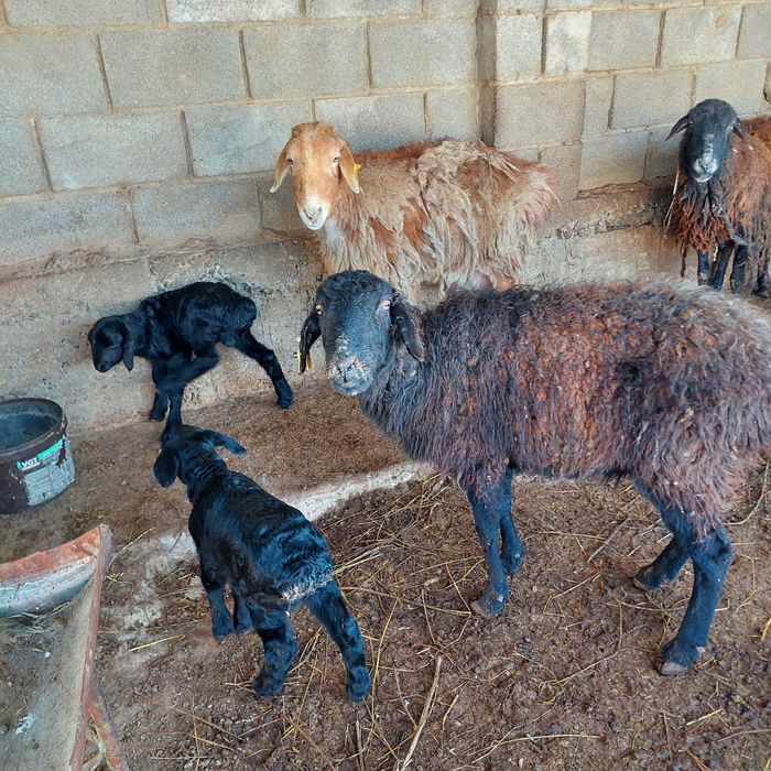 Қой қозылы , Қошқар   тоқты  Самал-2